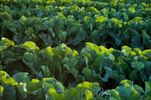 Rows of green leafy plants growing amongst a field in Gatton, Queensland - Australian Stock Image