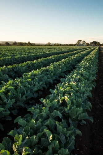 Rows of green leafy plants growing in a field near Gatton, Queensland - Australian Stock Image