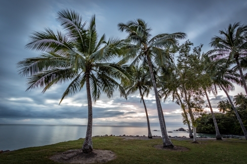 Rows of palm trees along coastline at dawn - Australian Stock Image