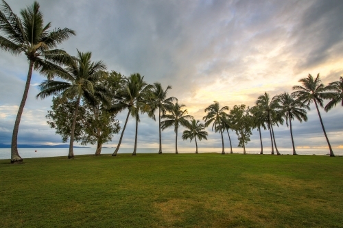 Rows of palm trees along coastline at dawn - Australian Stock Image