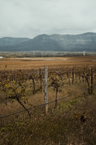 Rows of vines at a vineyard with a mountain in the background at the Hunter Valley Wine Region - Australian Stock Image