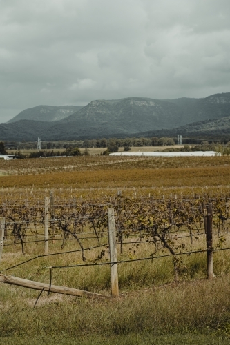 Rows of vines at a vineyard with a mountain in the background at the Hunter Valley Wine Region - Australian Stock Image