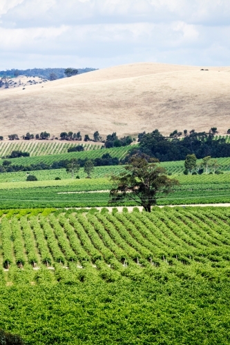 rows of vines with hills in background - Australian Stock Image