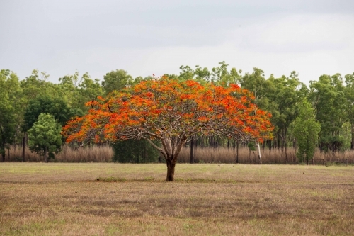 Royal Poinciana in paddock - Australian Stock Image