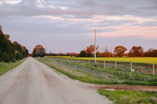 Rural country road at sunset lined by canola fields - Australian Stock Image