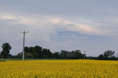 Rural farm scene with canola field in full bloom lined by power lines along roadside - Australian Stock Image