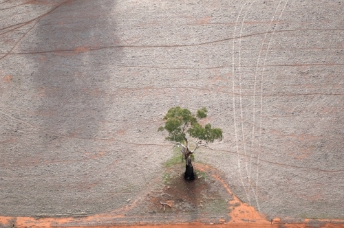 Rural Outback Aerial Landscape with Single Tree - Australian Stock Image