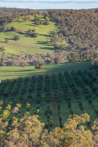 Rural scene looking over an orchard - Australian Stock Image