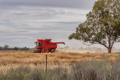 Rural scene with red harvester at work, harvesting wheat crop - Australian Stock Image