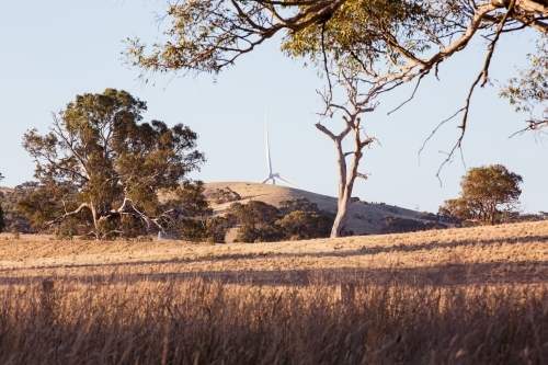 Rural Wind Turbines in a farm setting with a paddock and gumtrees in the foreground - Australian Stock Image