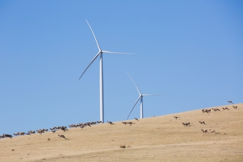 Rural Wind Turbines in a farm setting with sheep being chased by kangaroos in the foreground - Australian Stock Image