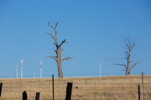 Rural Wind Turbines on a farm setting with Dead Trees in foreground - Australian Stock Image