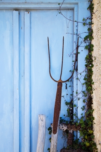 Rusty old pitchfork against blue wooden door - Australian Stock Image