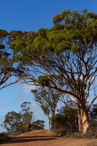 Salmon gum trees beside unsealed country road - Australian Stock Image