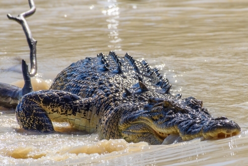 Saltwater crocodile in shallow waters - Australian Stock Image