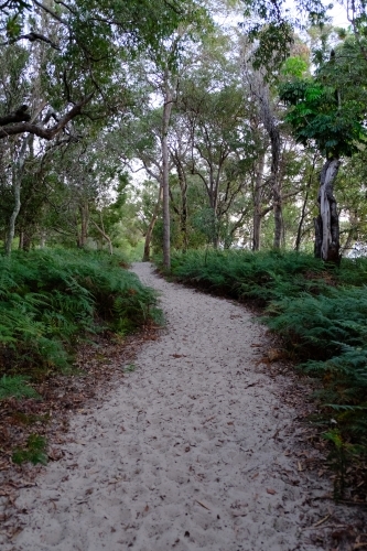 Sand track through the bush on South Stradbroke Island - Australian Stock Image