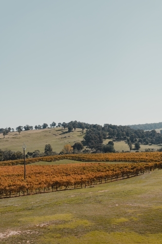 Scenic Australian countryside at a winery in the Snowy Mountains Region - Australian Stock Image
