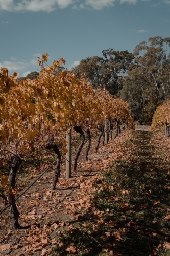 Scenic Australian countryside at a Winery in the Snowy Mountains Region. - Australian Stock Image