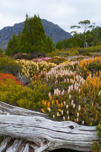 Scoparia and King Davids Peak - Australian Stock Image