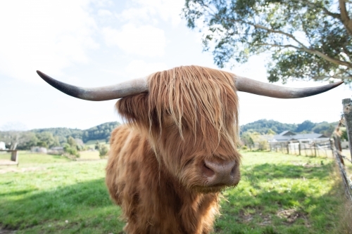 Scottish Highland Cow giving a side look through his fringe in a lush green paddock - Australian Stock Image