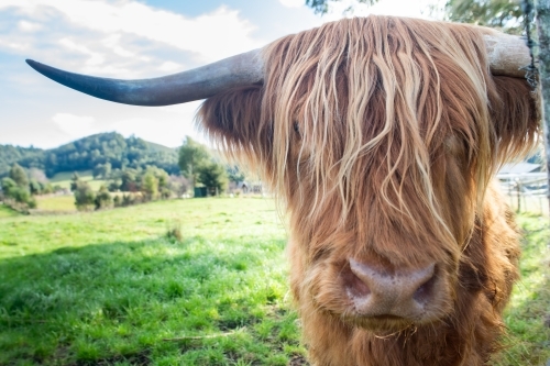Scottish Highland Cow in the side frame of the picture with lush green pastures