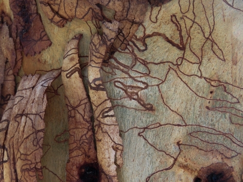 Scribbly gum bark peeling off new growth - Australian Stock Image