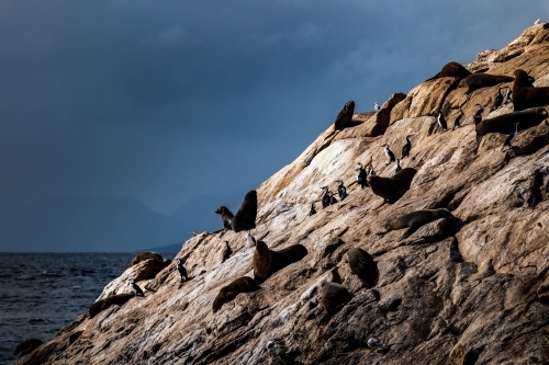 Sea Lion colony on Ile des Phoques - Australian Stock Image