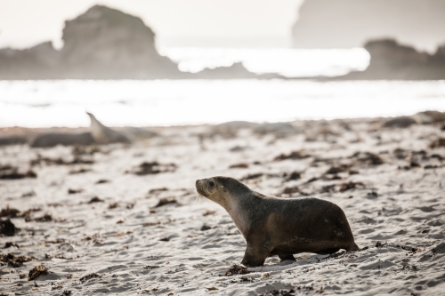 Sea Lion walking along sand on the coastline