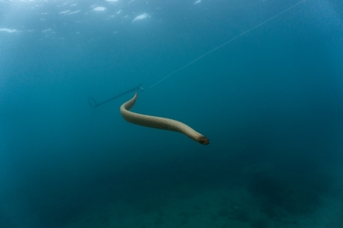 Sea snake swimming in deep blue ocean water with speargun in background - Australian Stock Image