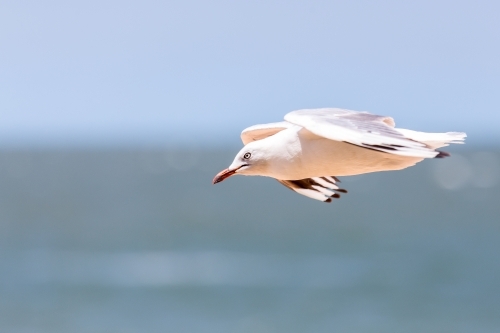 Seagull in flight - Australian Stock Image