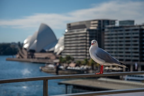 Seagull in Sydney with Opera House out of focus in the background - Australian Stock Image