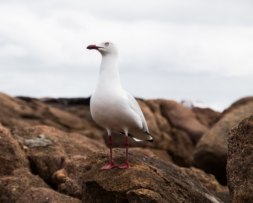 Seagull on rocks at the beach - Australian Stock Image