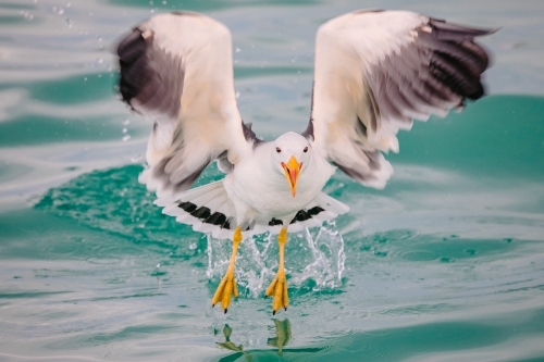 Seagull or Pacific gull taking flight from the ocean - Australian Stock Image