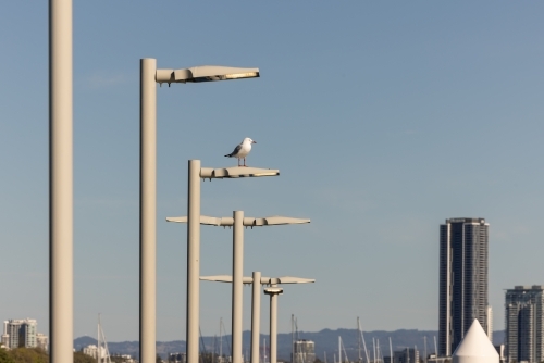 Seagull sitting on street light with view of the Gold Coast in the background, Queensland Australia - Australian Stock Image