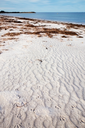 seagull tracks in sand on beach - Australian Stock Image