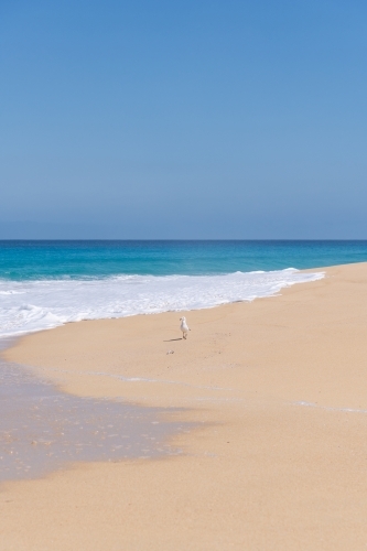 Seagull with catch on sandy beach - Australian Stock Image