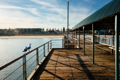 Seagulls at Grange Jetty - Australian Stock Image