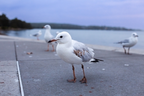 seagulls at Warners Bay Foreshore Reserve in dusk light - Australian Stock Image