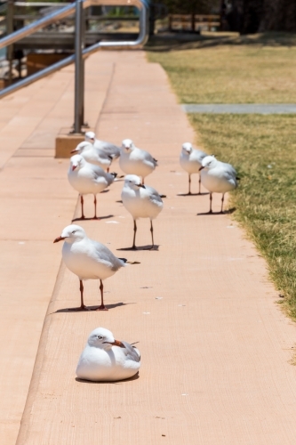 Seagulls on a path - Australian Stock Image