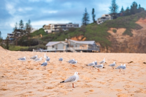 Seagulls on the beach with Redhead Beach Surf Club in background - Australian Stock Image