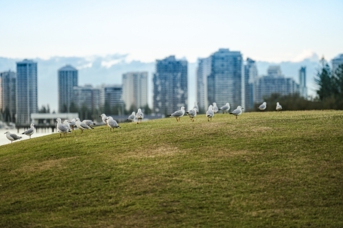 Seagulls on the grass - Australian Stock Image