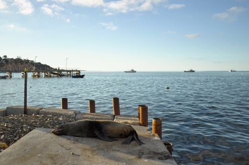 Seal sleeping on a jetty - Australian Stock Image