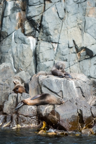 Seals and sealions lazing and playing on rock - Australian Stock Image