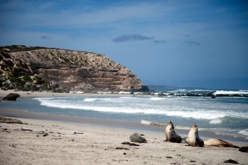 Seals on beach - Australian Stock Image