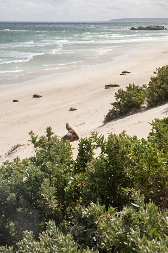 Seals resting along the shoreline lined with shrubs - Australian Stock Image