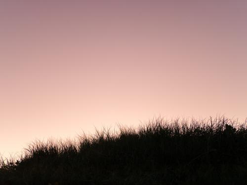 Seaside grass silhouetted against a purple evening sky - Australian Stock Image