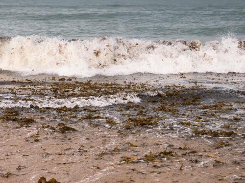 Seaweed being washed up on a sandy beach by waves - Australian Stock Image