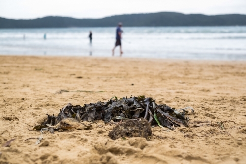 Seaweed washed on the beach