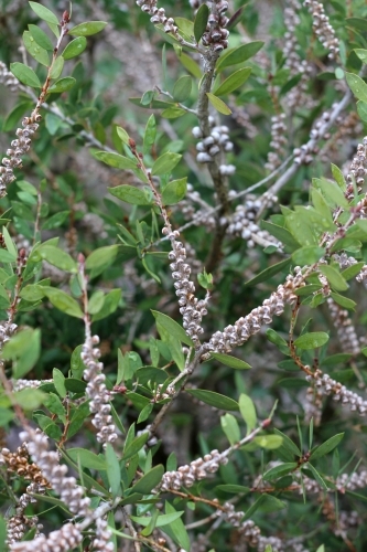 Seed capsules on callistemon shrub - Australian Stock Image