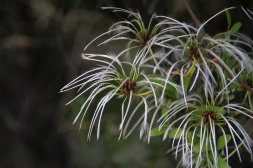 Seed head on the clematis plant - Australian Stock Image